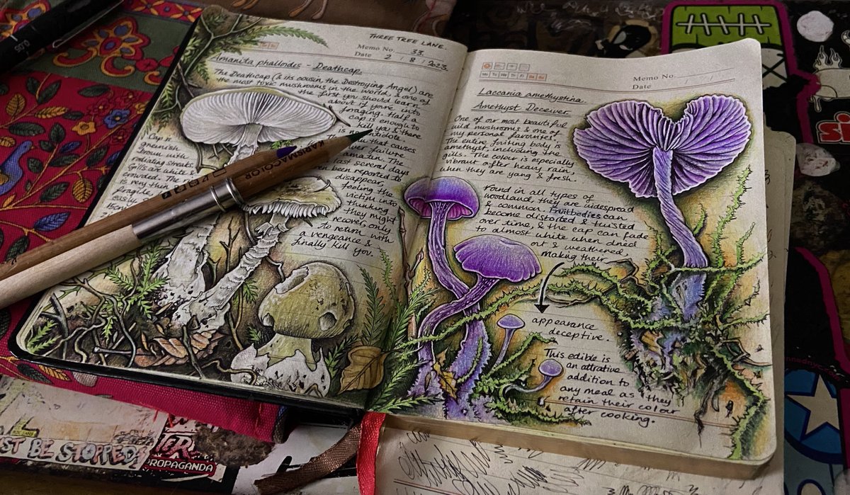 Amanita phalloides & Laccaria amethystina work in progress #FungiJournal