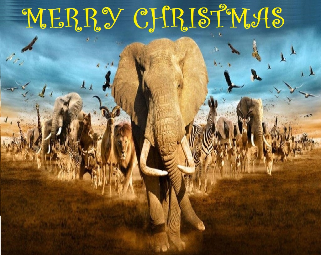AMAZ1NG_NATURE's tweet photo. Wishing a very Happy Christmas and healthy New Year to all my friends, fellow animal advocates, campaigners and Twitter family who support all animal welfare issues.

#MerryChristmas https://t.co/cZOlQ8HgLc