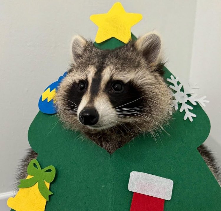 sweetraccoons's tweet photo. https://t.co/xSLsQs5UBF
