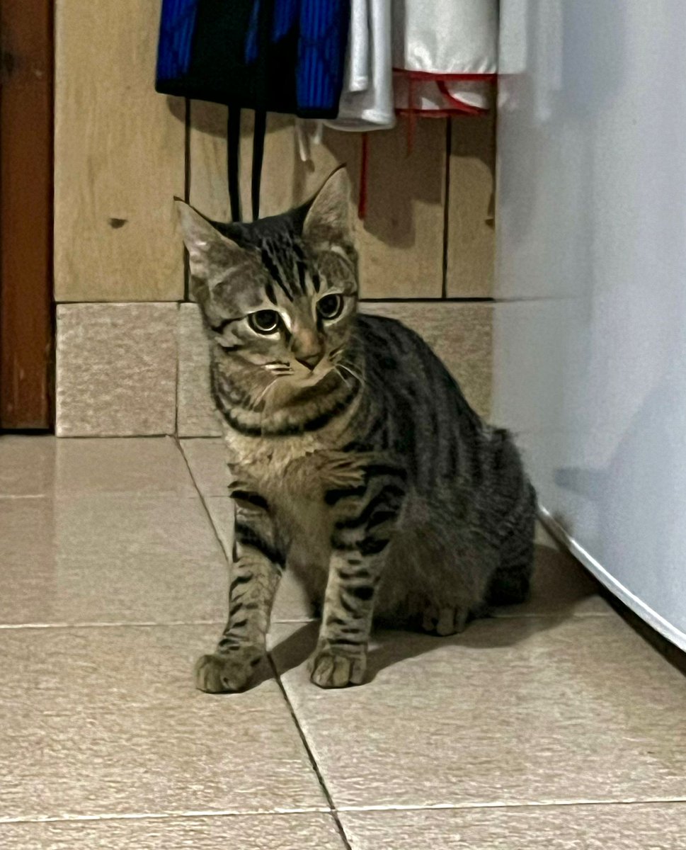 PiccolaMaggio's tweet photo. Siamo davvero felicissimi di darvi queste splendide notizie: Hana, Lubiana, Tallinn e Nebula sono state tutte adottate! ❤️❤️

Grazie per l'aiuto che ci date a trovargli una casa 🙏

Buona vita piccoline 💕🐱 https://t.co/q5TpAnJDh6