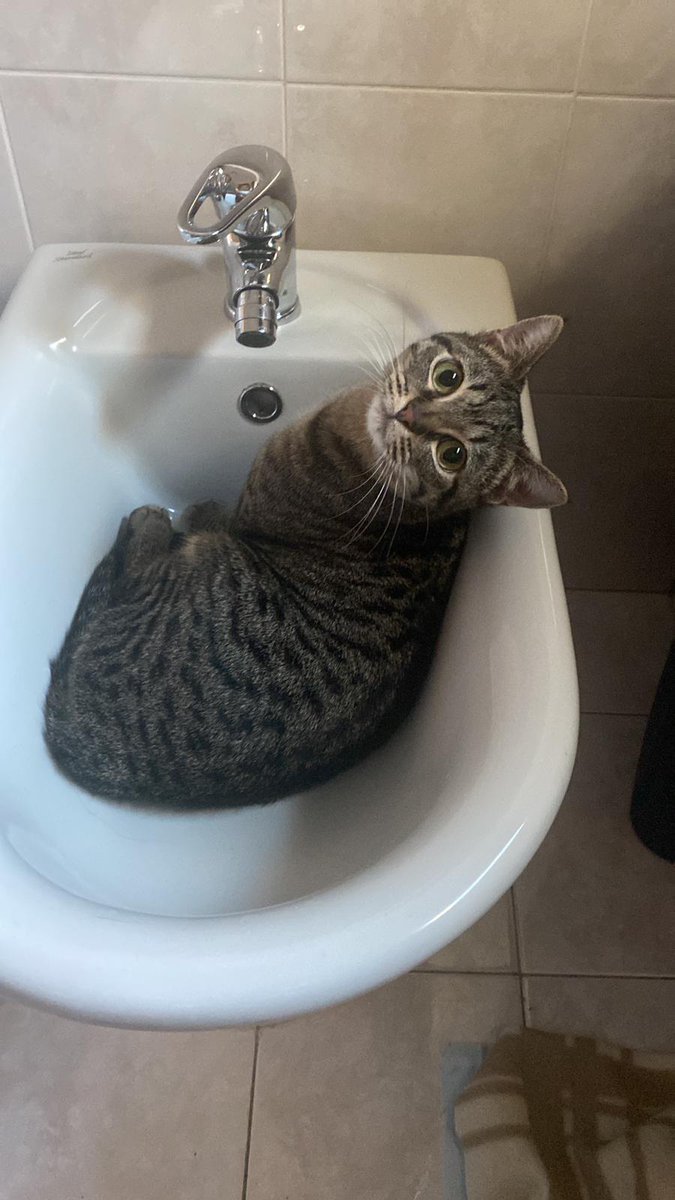 PiccolaMaggio's tweet photo. Siamo davvero felicissimi di darvi queste splendide notizie: Hana, Lubiana, Tallinn e Nebula sono state tutte adottate! ❤️❤️

Grazie per l'aiuto che ci date a trovargli una casa 🙏

Buona vita piccoline 💕🐱 https://t.co/q5TpAnJDh6