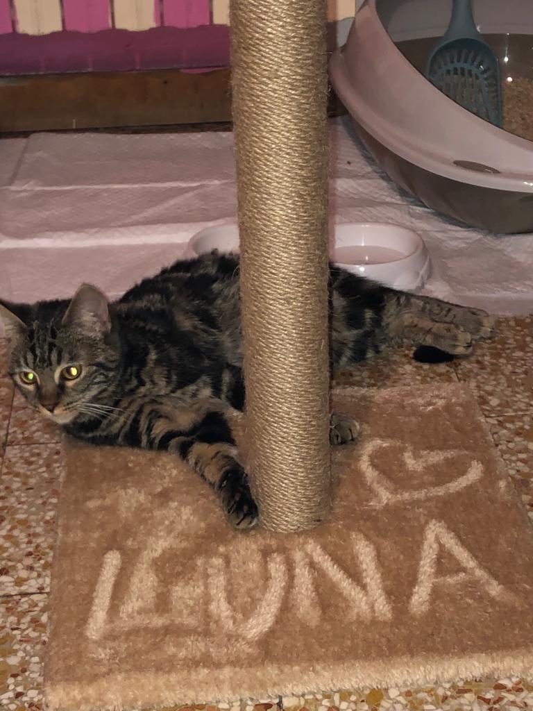 PiccolaMaggio's tweet photo. Siamo davvero felicissimi di darvi queste splendide notizie: Hana, Lubiana, Tallinn e Nebula sono state tutte adottate! ❤️❤️

Grazie per l'aiuto che ci date a trovargli una casa 🙏

Buona vita piccoline 💕🐱 https://t.co/q5TpAnJDh6