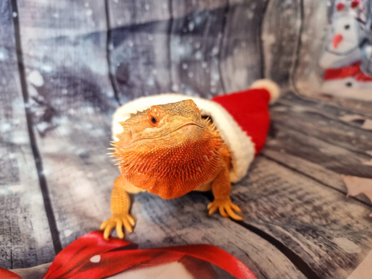 Flynn Bear and Mums tweet media