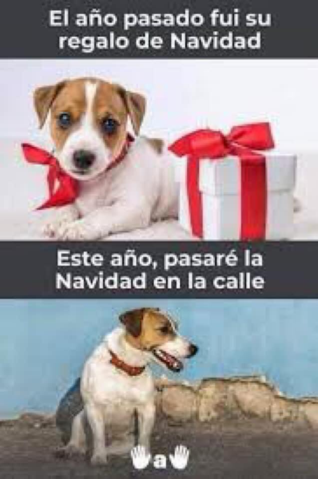 CorellaTej7982's tweet photo. #regalos #regalo #nosomosregalos #nosomosjuguetes #nocompresperros #AdoptDontShop #AdoptaNoCompres #adopta #adoptable #AdopcionResponsable #perro #mascotas #Nochebuena #Navidad2023 #navidades https://t.co/yysCtCO6fz