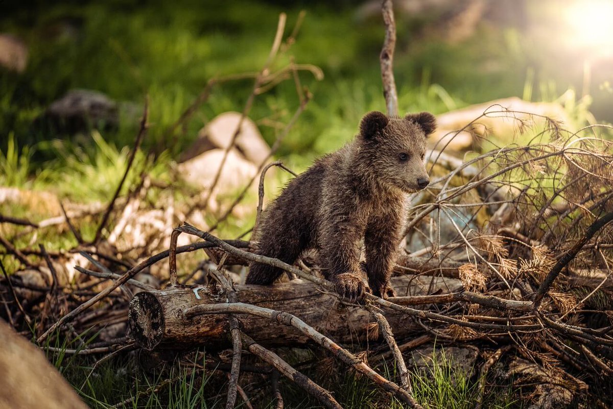 sensidelviaggio.it/bear-watching-…