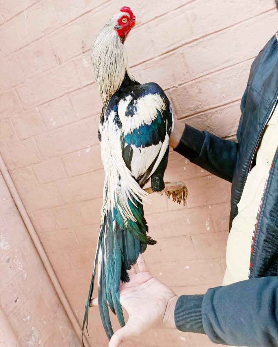 uobirds's tweet photo. #aseelmurga https://t.co/FE9rgda1Qc