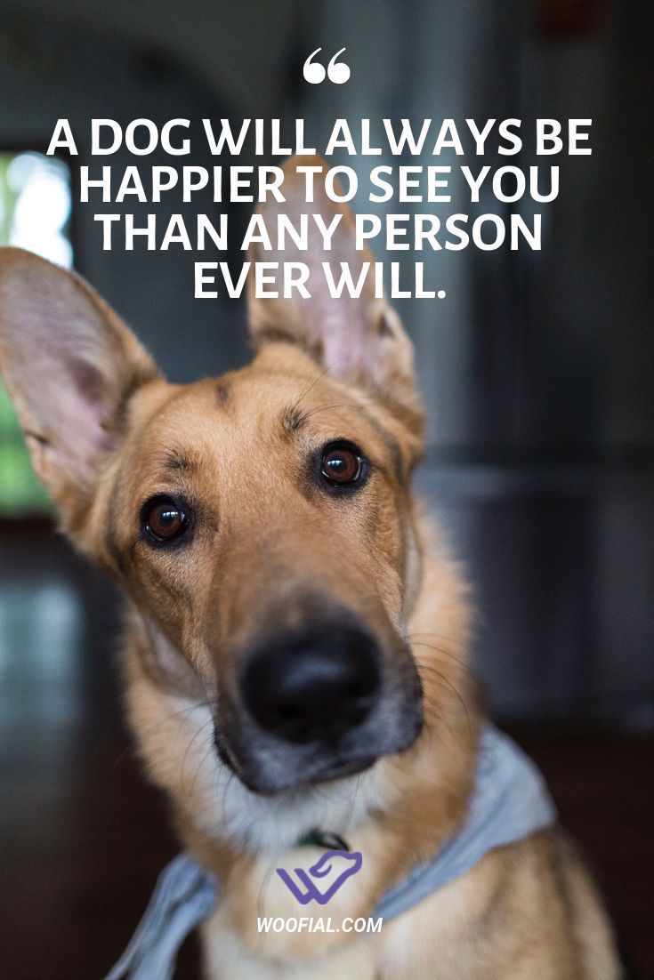 ShadowDogDesign's tweet photo. A #dog will always be #happier to see you than an person ever will.
#Dogs #HappyToSeeYou #BestFriend #GoodDog #DogsAreLove https://t.co/afVsHVHNwv