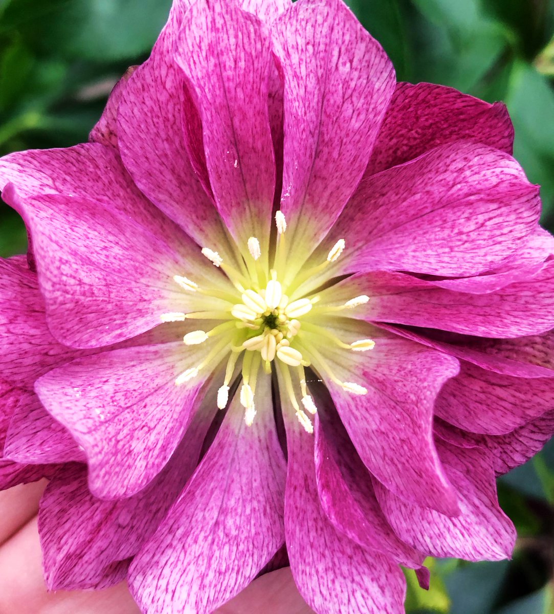 Look what I discovered while tidying up the garden today. It’s a little early but I’m grateful for the colour! #helleboreseason #hellebores