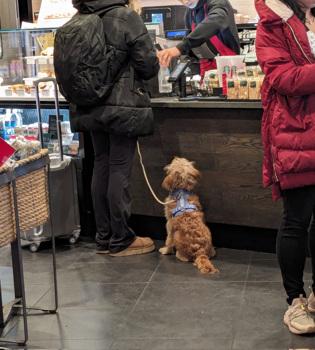 And I'll be having... #dogs #dogsofstarbucks #dogsofnyc #doglife #whataboutme