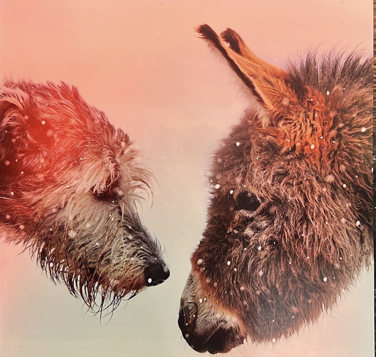 MeatandShake BRITISH Brand tweet media