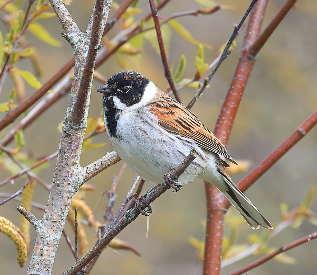 Male Reed bunting this spring on the levels Somerset.