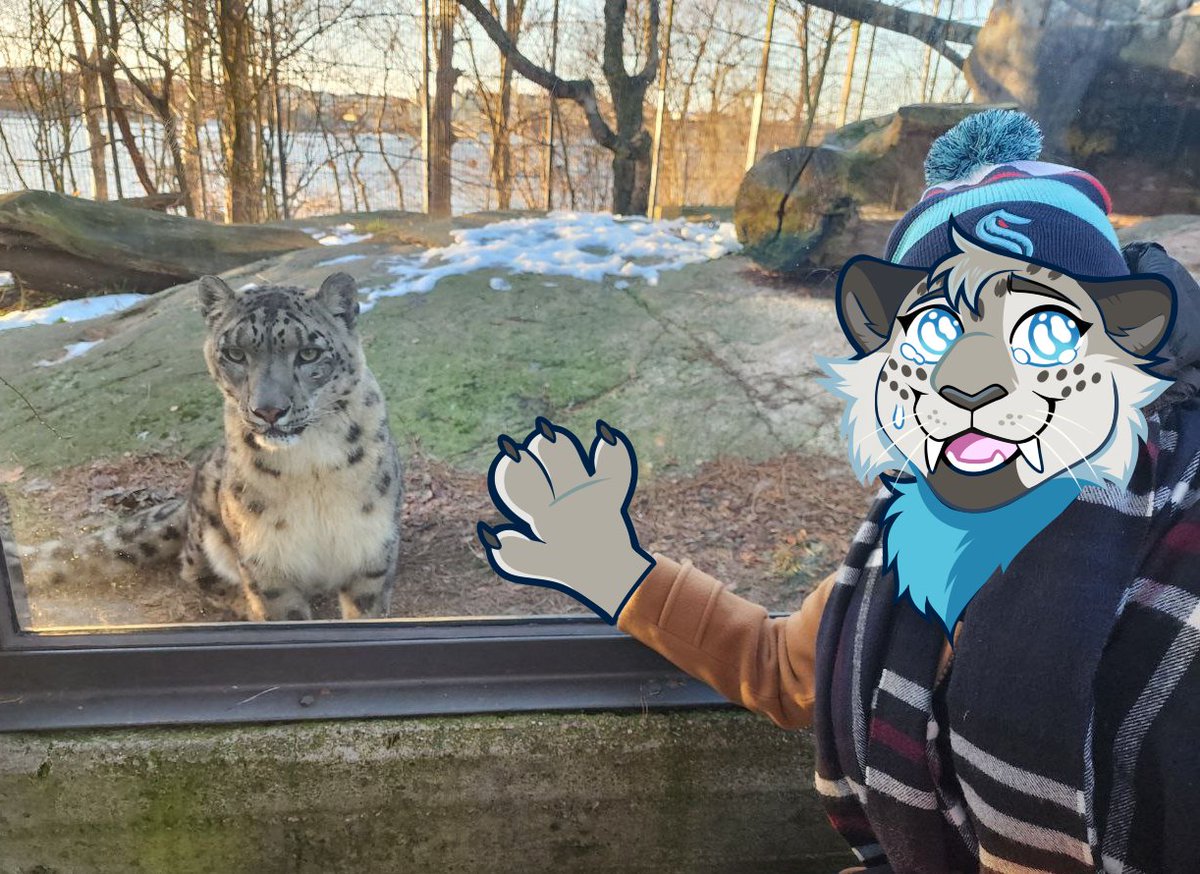 I was overjoyed to see the snow leopards at the Helsinki zoo so close! I had to get the live moment drawn over so I could share 😂