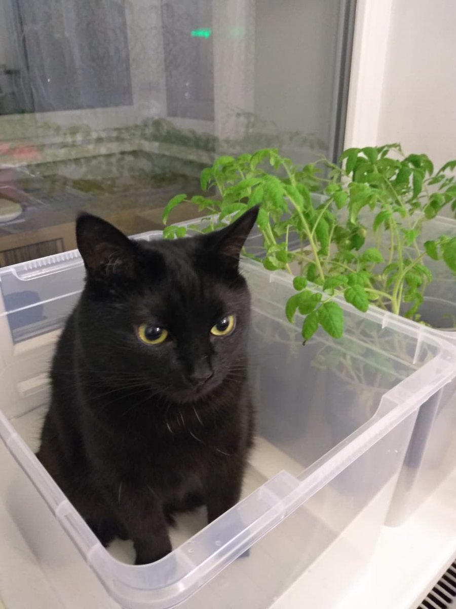 catunderhood tweet media