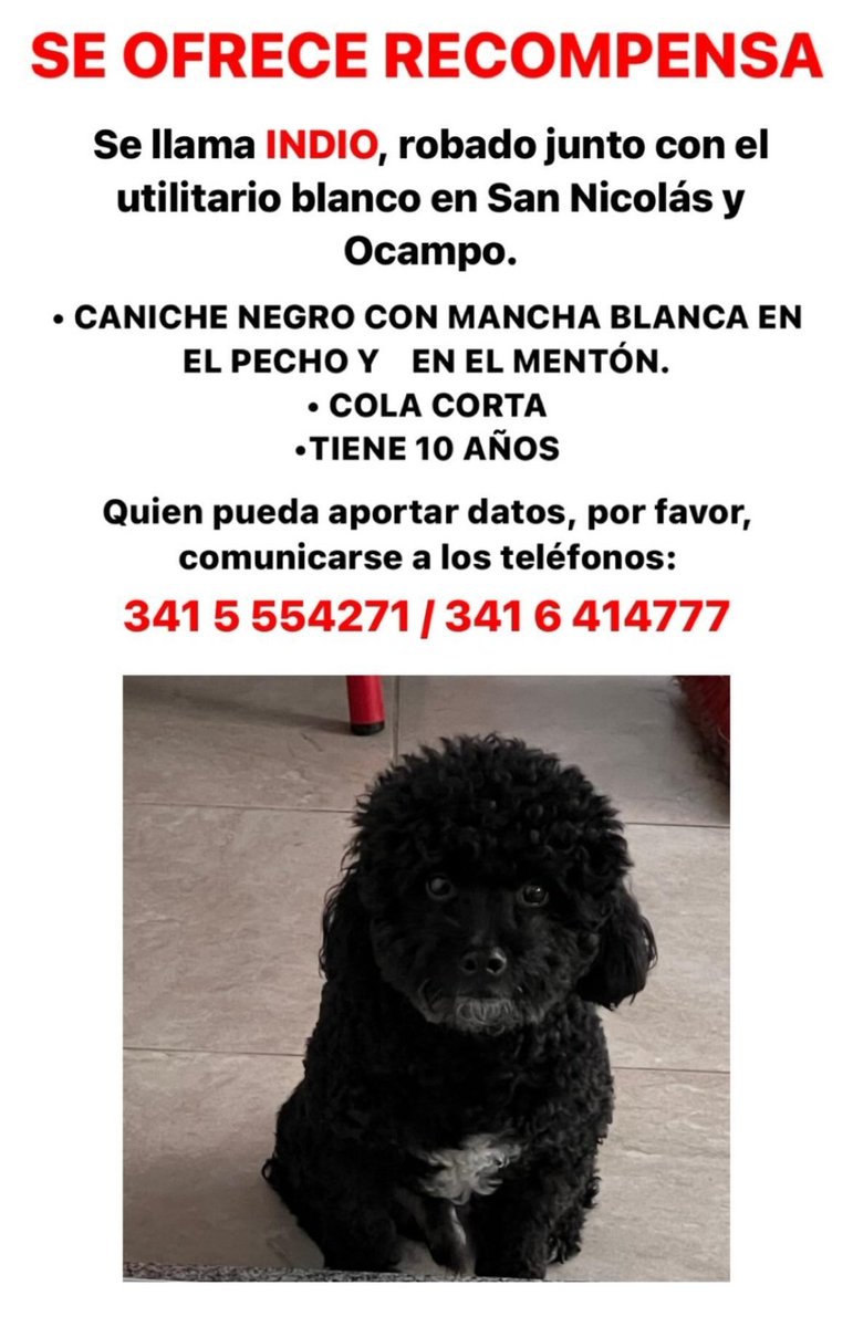 Rosariociudadok's tweet photo. Buscan a INDIO estaba en vehículo que fué robado en Rosario.

Por favor si lo ves o te lo ofrecen comunicate a estos números.

Gracias por compartir🙌 https://t.co/L8lgVSSYgr