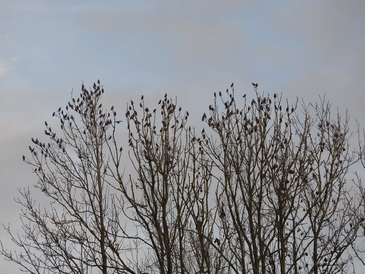 birding_buxton's tweet photo. Nice to finally get in on some Waxwing action, still around 250 at Hassop this afternoon. Keep an eye out for colour rings, 3rd photo from Andy Gregory earlier this week, ringed in New Elgin on 26th Nov
#derbyshirebirds https://t.co/9ClnAhW1qJ