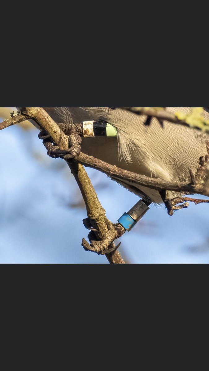 birding_buxton's tweet photo. Nice to finally get in on some Waxwing action, still around 250 at Hassop this afternoon. Keep an eye out for colour rings, 3rd photo from Andy Gregory earlier this week, ringed in New Elgin on 26th Nov
#derbyshirebirds https://t.co/9ClnAhW1qJ