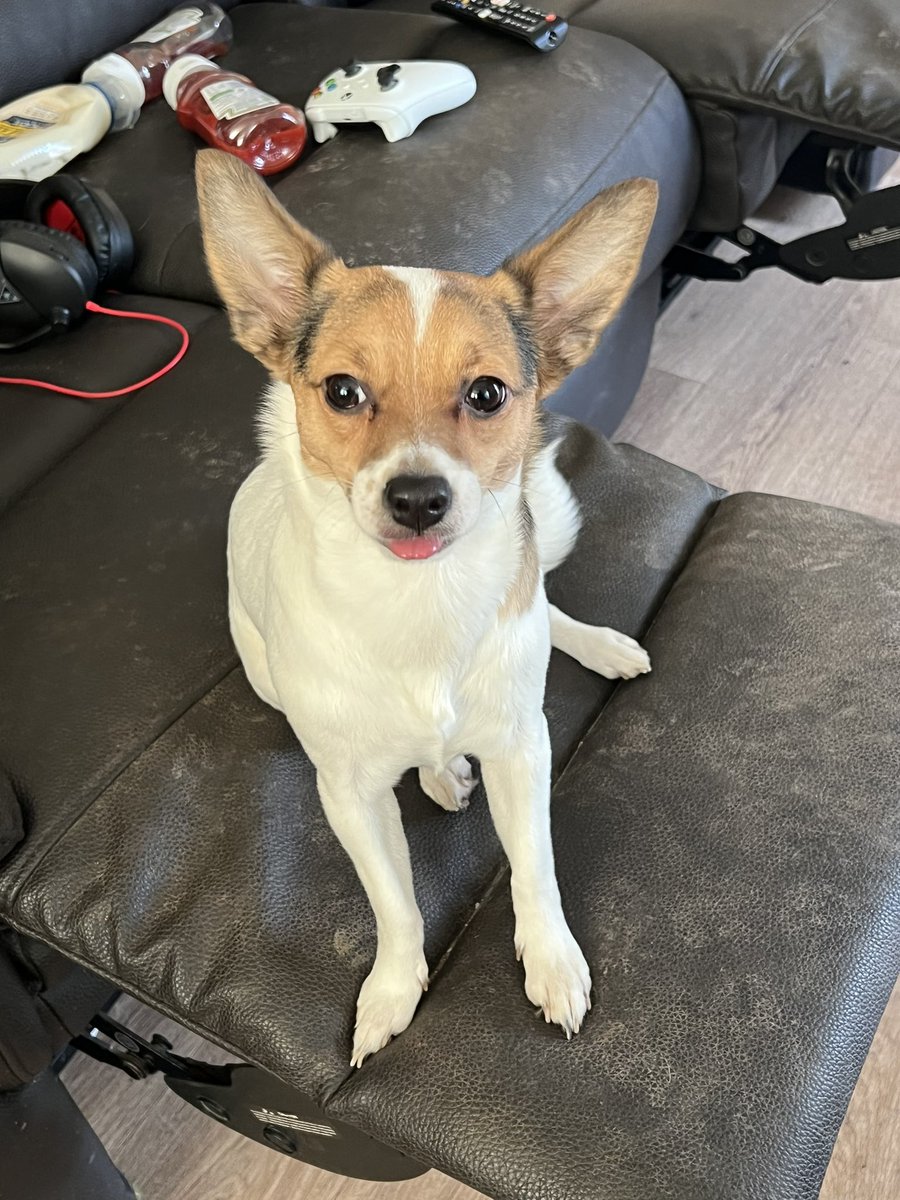 Today I had a call about this lovely Girl, she was very nervous of me at first but we soon made friends after a bit of bribery with some love & treat’s!❤️ Advice given & some training tips👍. Look at those Ears! Love them! @RSPCA_official 🐶