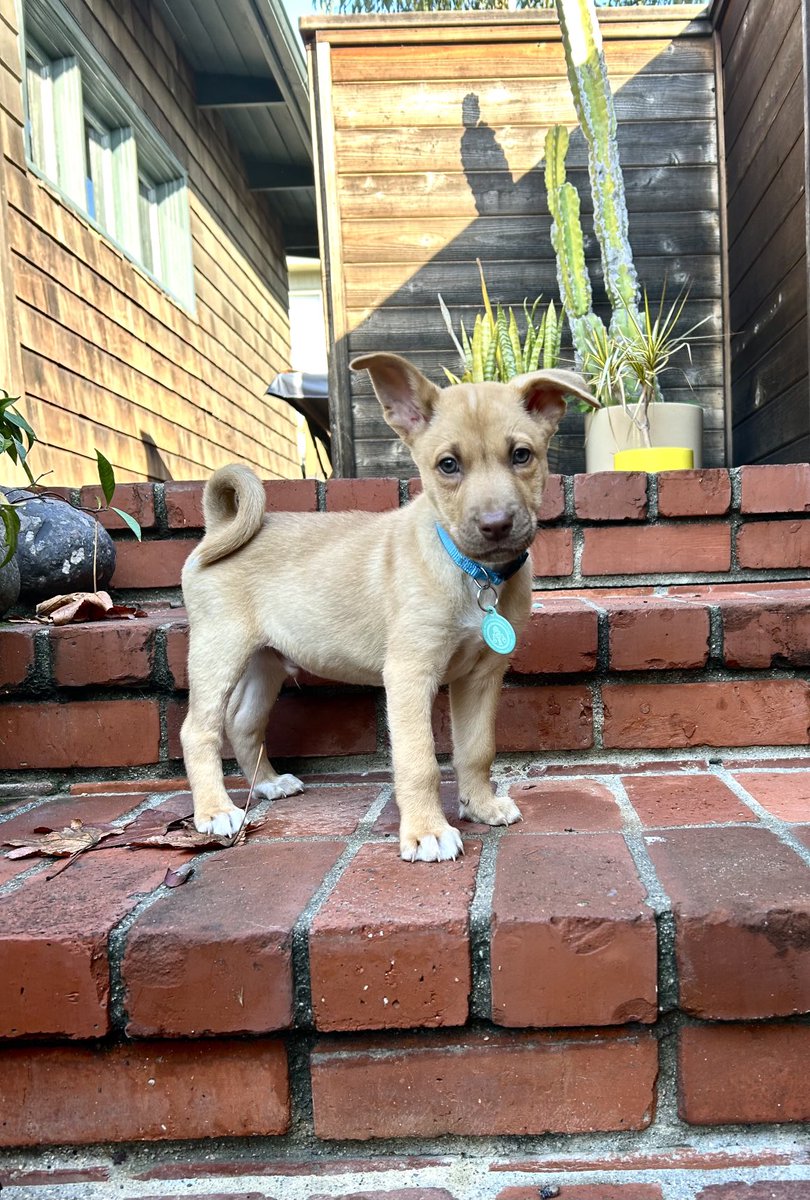 Peter Flax tweet media