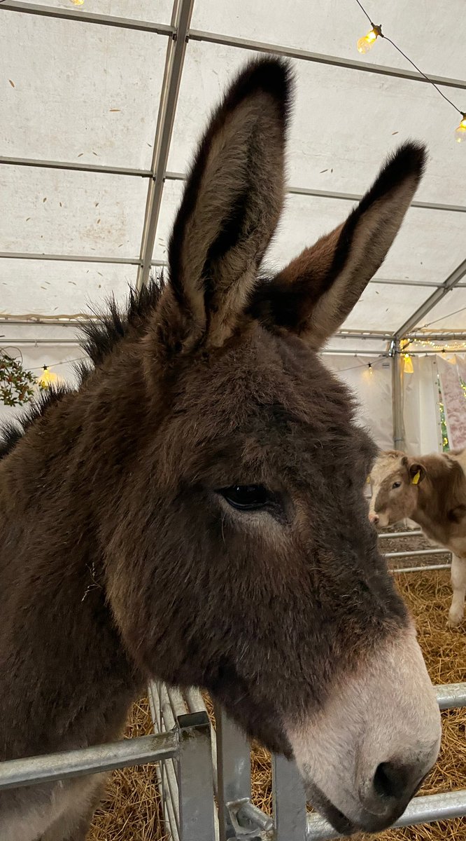 studant47's tweet photo. #CedarFarm #FishersMobileFarm #Mawdesley #Lancs #magical #reindeer #Christmas #fun #family #lucky #SwedesOnTour https://t.co/b4ehLhAv0V