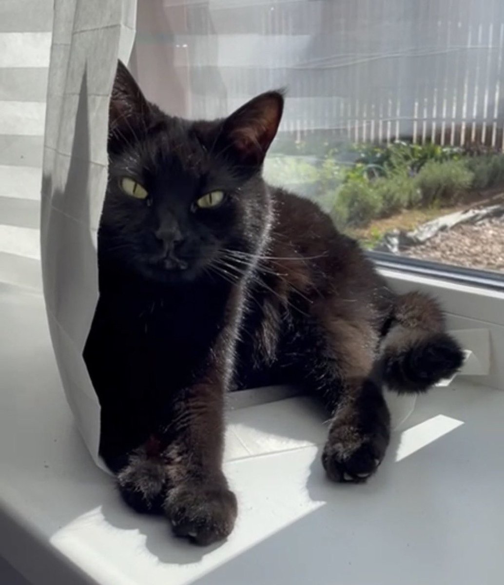 catunderhood tweet media