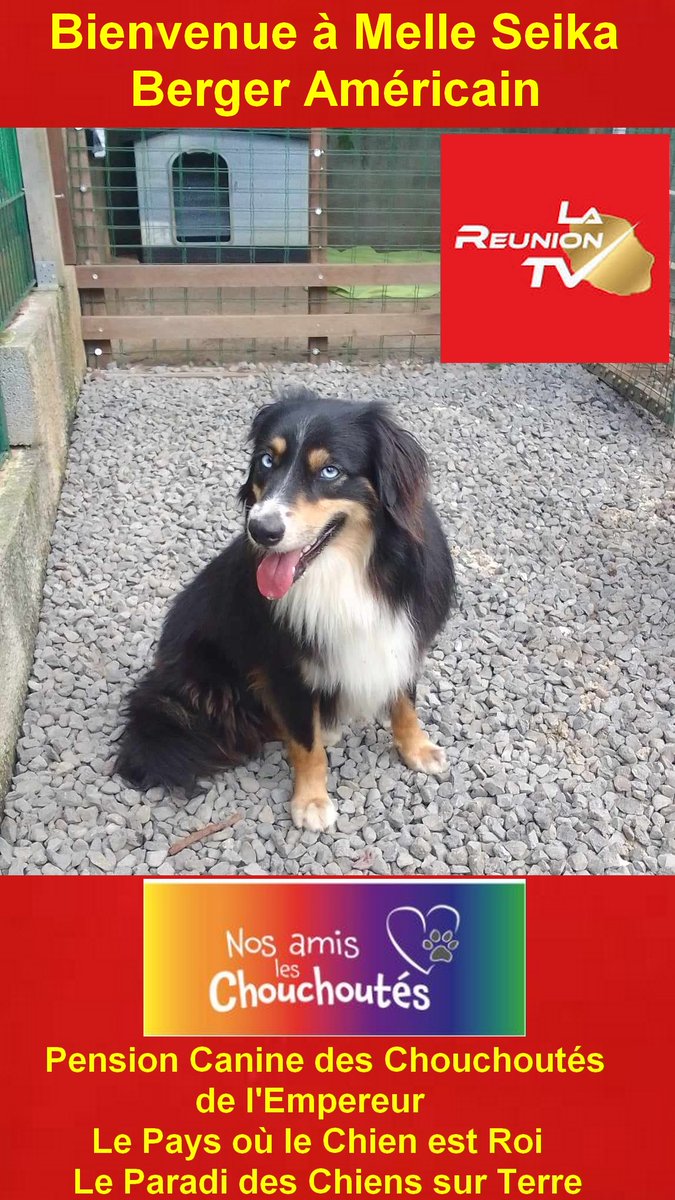 Pension Canine des Chouchoutés de l'Empereur Pension Canine / Féline des Chouchoutés de l'Empereur "Pension Canine Féline des Chouchoutés de l'Empereur, le Pays où le Chien est Roi, le Paradis des Chiens sur Terre, Chambre Individuel de 15 m2, avec cour de 8000 m2  0693 47 98 68