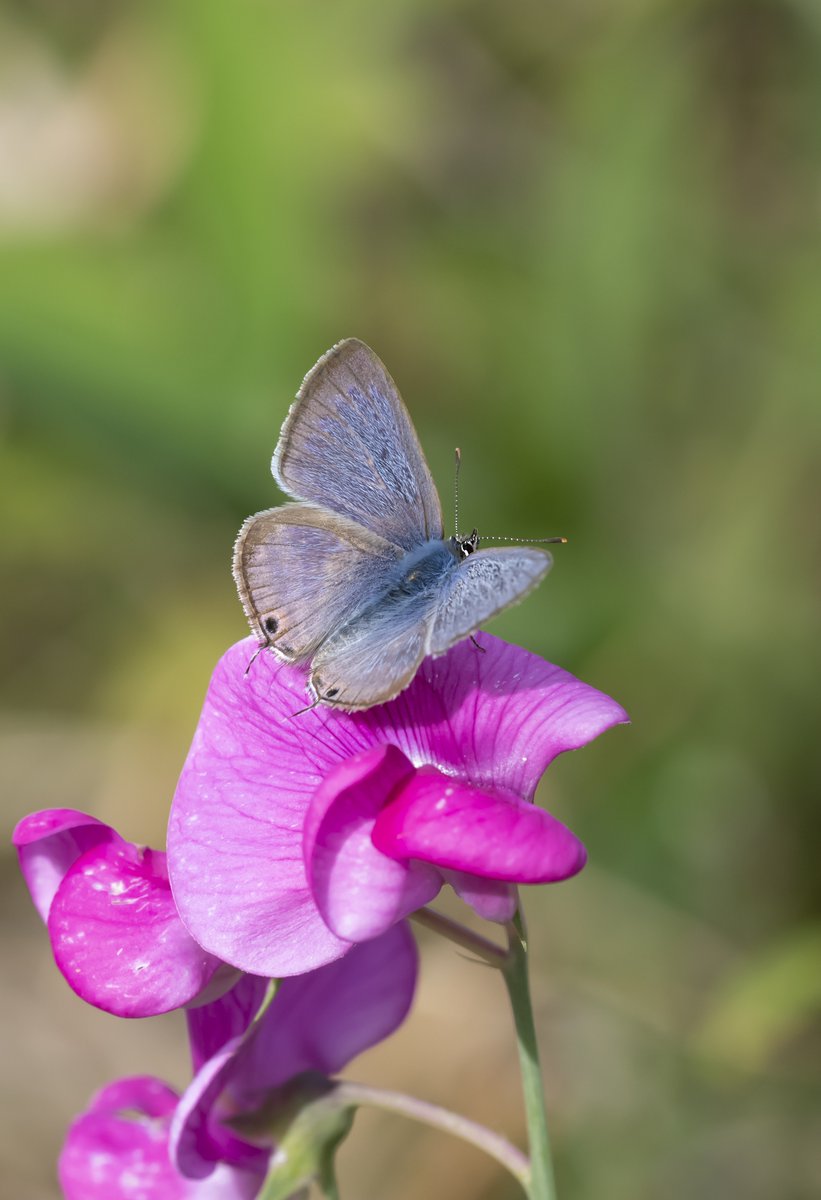 My autumn of observing Long-tailed Blues, including all 4 stages is the subject of my latest blog bobsbutterflies.blogspot.com/2023/12/long-t… @SussexWildlife @savebutterflies @ukbutterflies @BCSussex