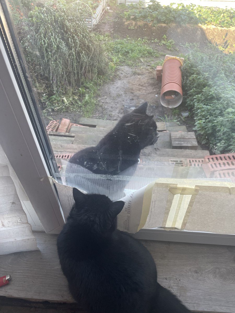 catunderhood tweet media