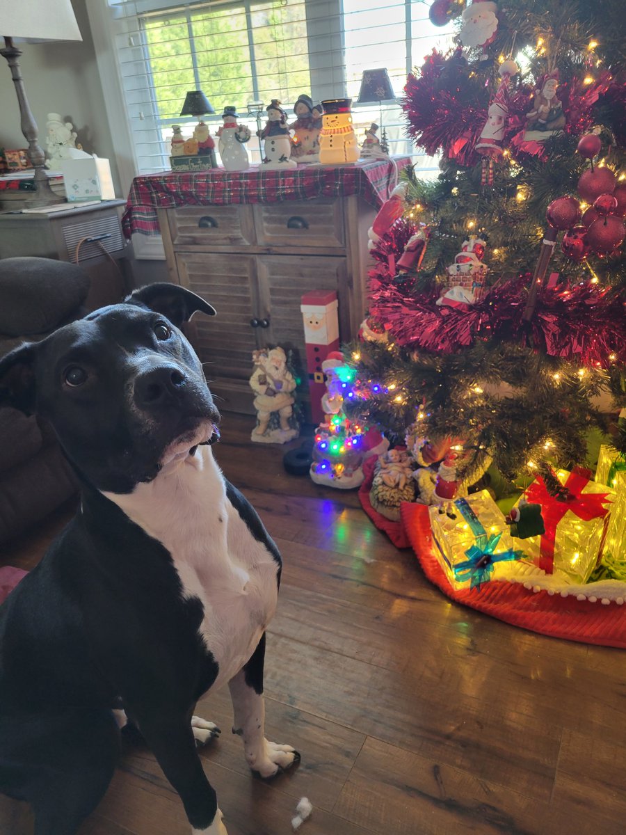 This pup was nice all year and is hoping to get a Diamond Pet Foods bag under the tree. 🤞

📸: Leslie B. on Facebook