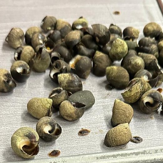 Good evening to the person who just left us hunners of whelks* on the Dalmuir train. Why would you do this?

* marlin.ac.uk/species/detail…