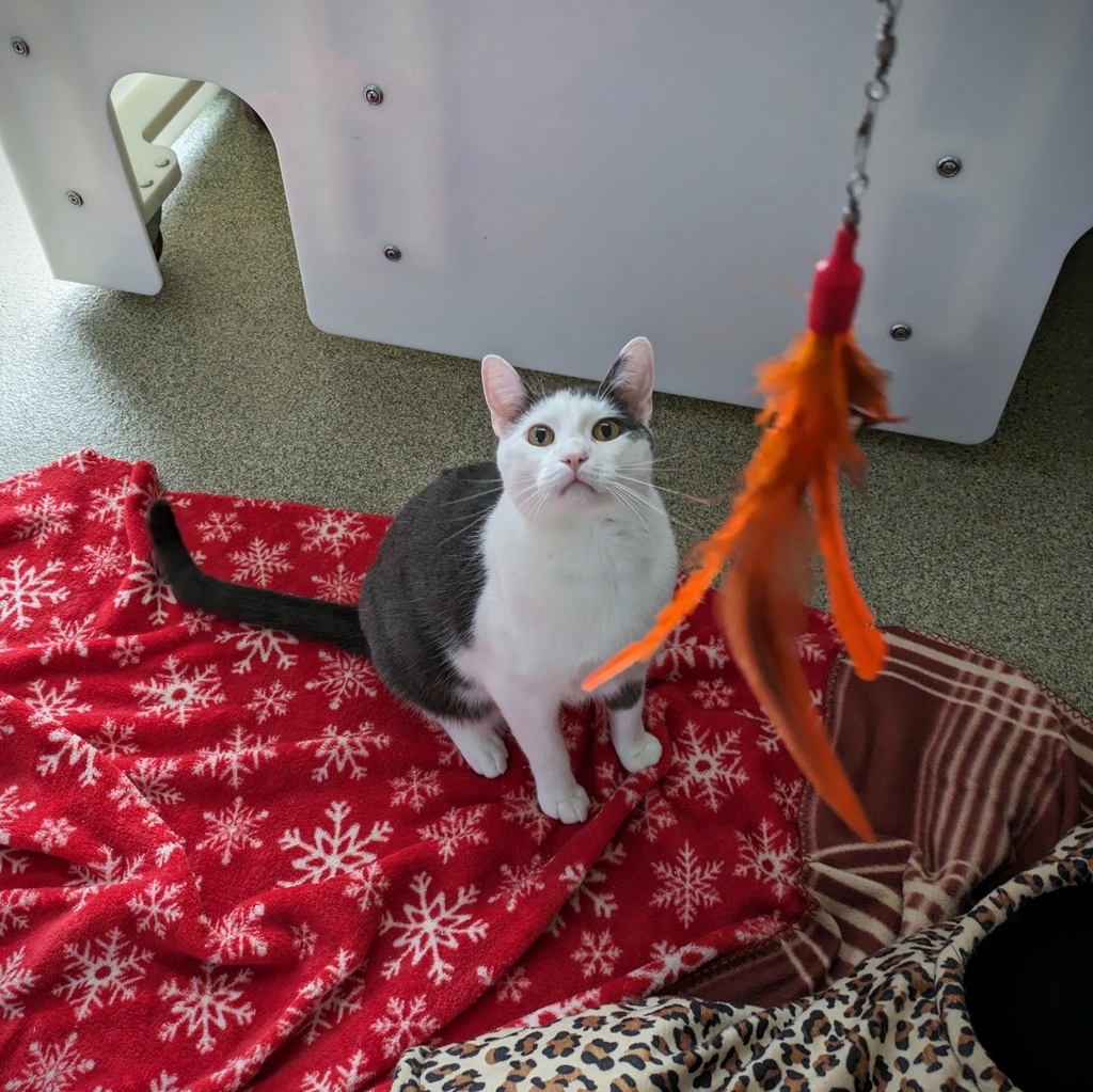 TreeHouseCats's tweet photo. Come meet Cassius! This bright cat loves to solve puzzles and learn tricks. Could you be his perfect match? π§©π
Schedule an appointment to meet Cassius at https://t.co/4K1YRU6KLi
#TreeHouseAnimals #Adopt #Brainiac #Cats https://t.co/q8XG3I0MT9