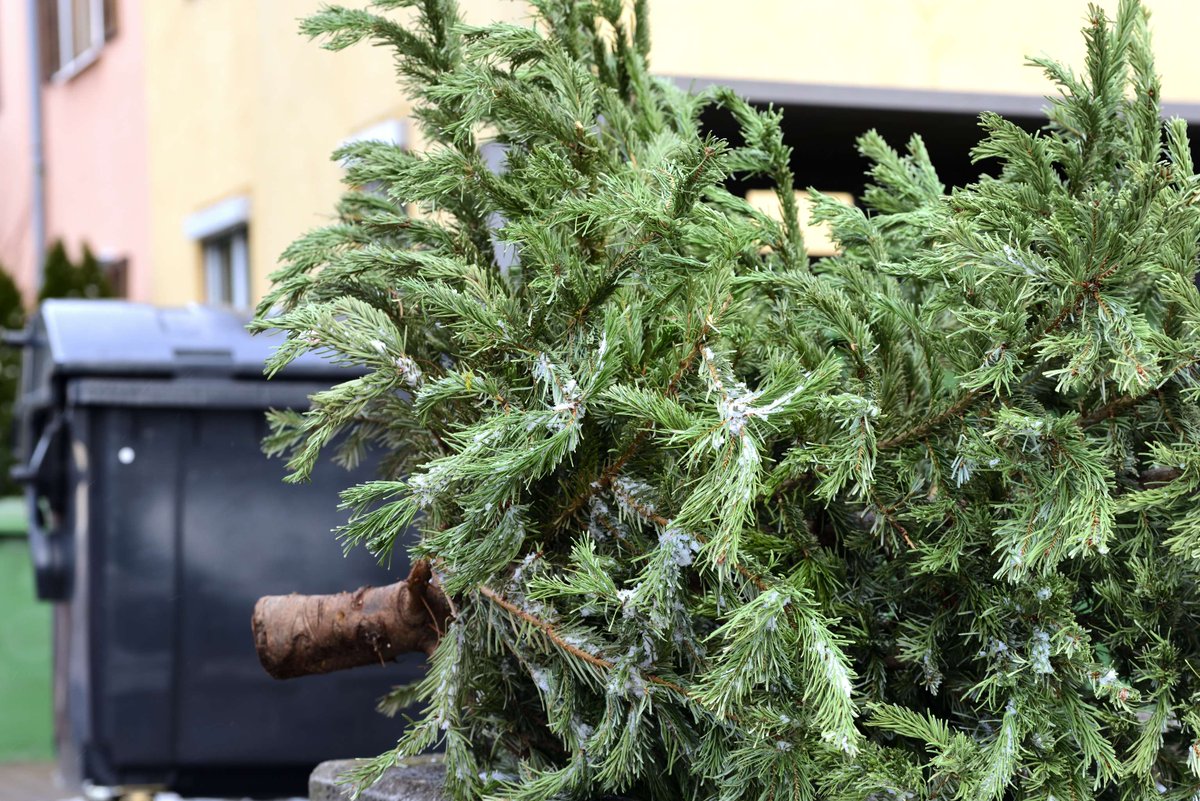 NewportCouncil's tweet photo. We will be running a free Christmas tree collection service between Monday 8 and Friday 12 January.

The service is free of charge, but you must book it with us in advance.

More - https://t.co/qT5CpCLySn https://t.co/HYbYDfwoU8