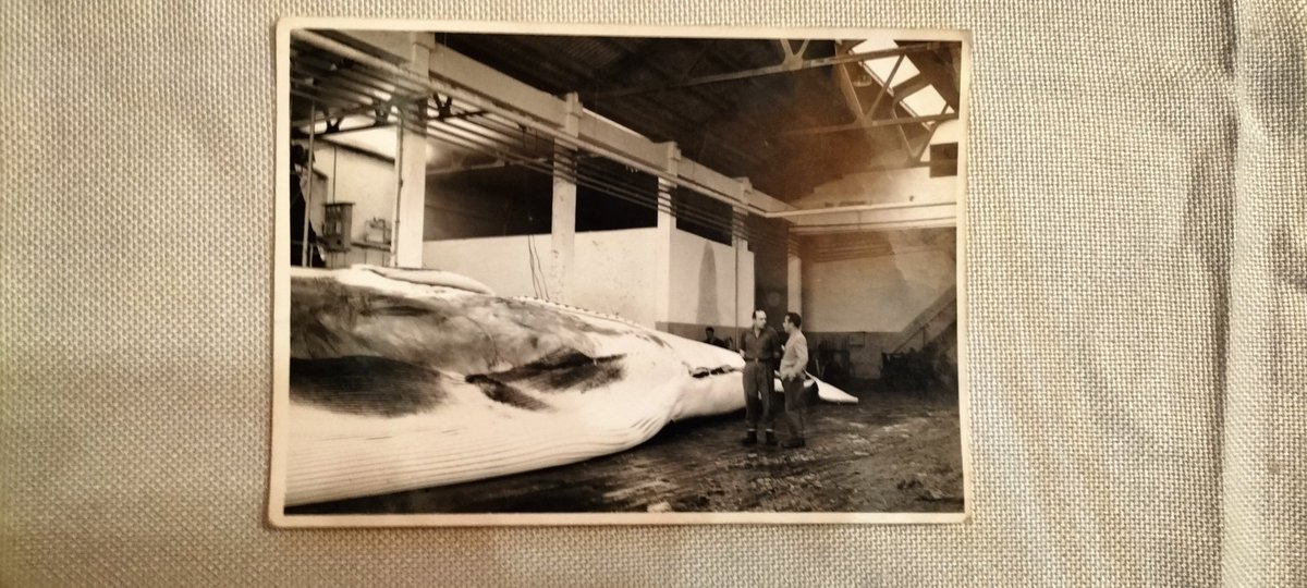 ManuelFreireEA's tweet photo. Balea 1968 Morás. Ata os anos 80 na Galiza cazaban baleas desde varias bases, como Morás_Mariña de Lugo_ e Caneliñas, perto do Pindo #Baleas /*fotografía inédita feita o 13 de xullo do 68 en Morás. #AMariña #Lugo #Galiza #Cetáceos #Cemma https://t.co/F2BaE8v7pO