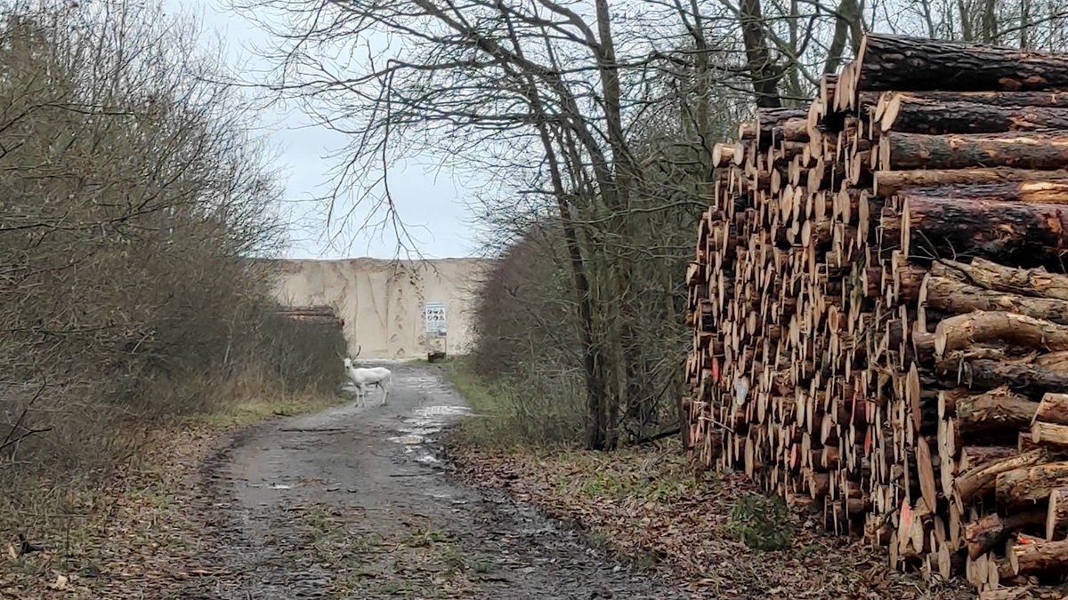 EnricoKliemann's tweet photo. Die "Weißen" waren wieder unterwegs. Mit fortschreitendem #Tagebau verschiebt sich ihr Gebiet, wo sie zu finden sind, hier in Klein #Trebendorf am Lärmschutzwall. https://t.co/JRW6HDPSbQ