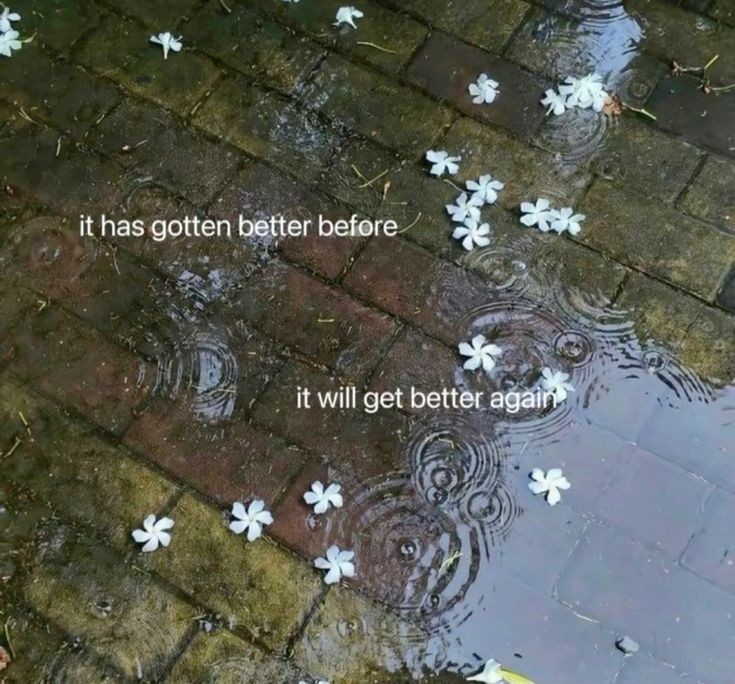 SeerTheDreamerPokemon tweet media