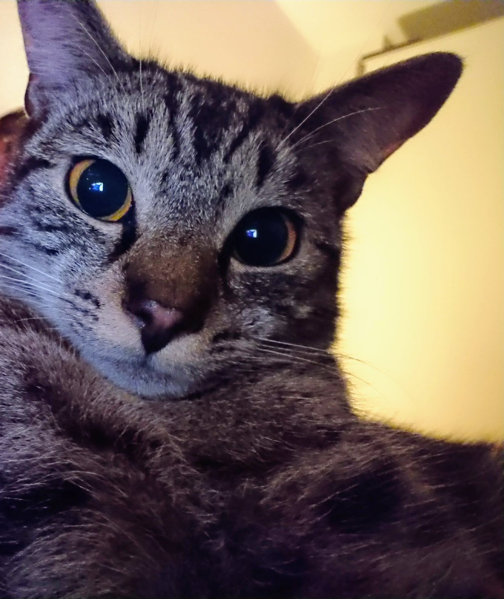 hinter türchen 23 des katzventskalenders macht filou ein selfie