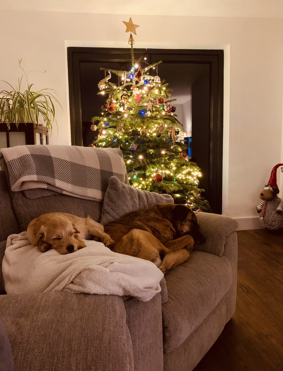 Highfield_CS's tweet image. From our home to yours…wishing everyone a wonderful Christmas, filled with warmth &amp;amp; love🎄…a special one for us…first Christmas in our own home 🙌 #foreverhome #family #dreamscometrue #Christmas2023 #onourownyard 🐎