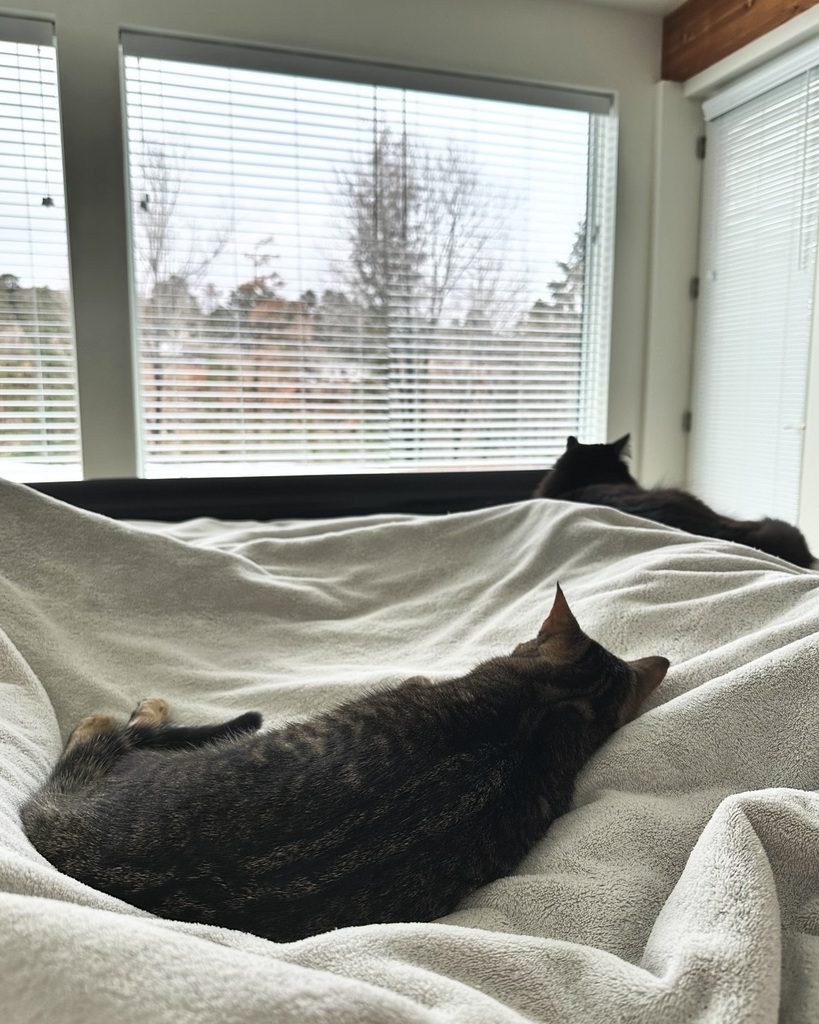 Lazy Caturday mornings. ☕️ 🐈‍⬛ 🛌 instagr.am/p/C1NIXFAvVvf/