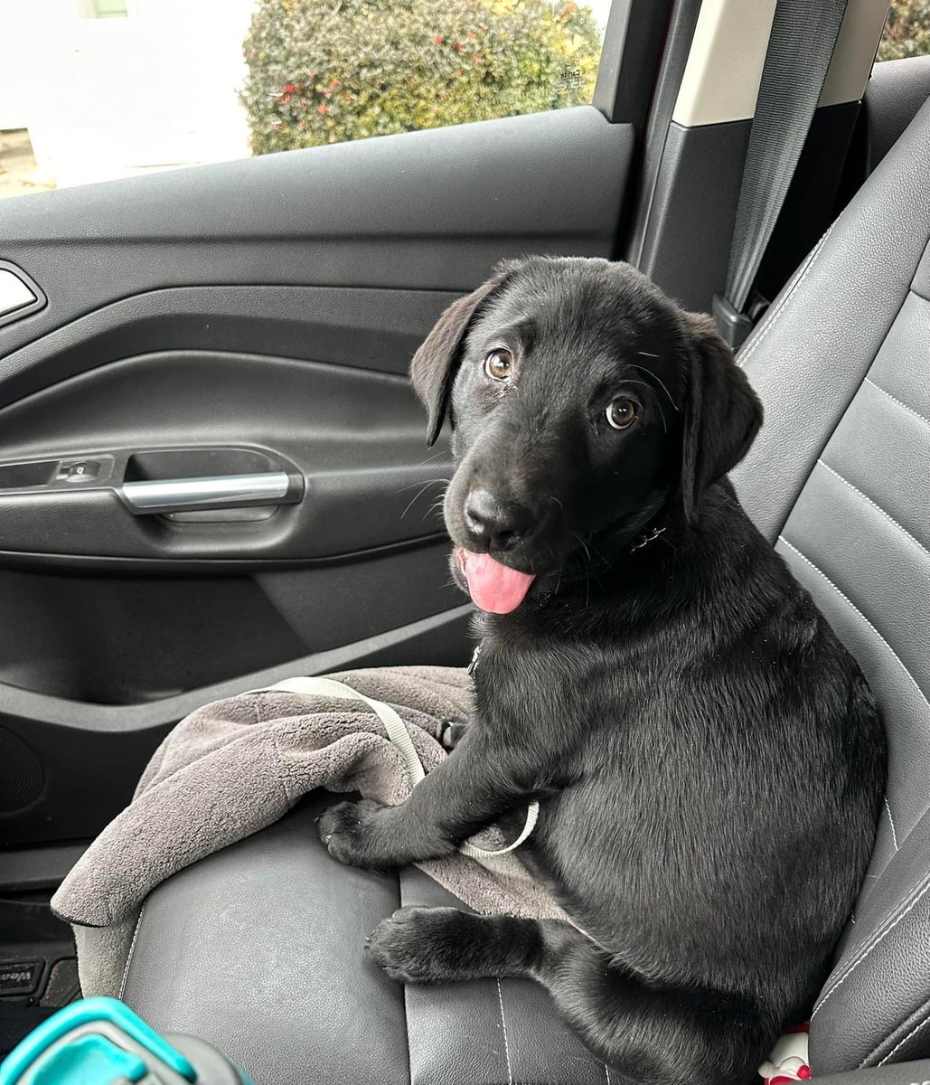 PrinceMikeVG's tweet image. We had our first vet trip today and she made some new friends