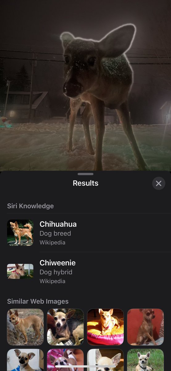 ece_edc's tweet photo. Close @Apple… close 😂. We’ve got a bunch of deer pictures if you need them to refine your models. #AI #CV https://t.co/ZRFULcYKWr
