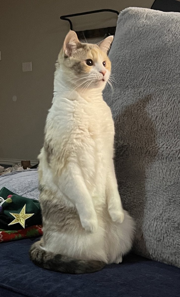fatfatpankocat's tweet photo. Meerkat https://t.co/ftvsFaVtRV