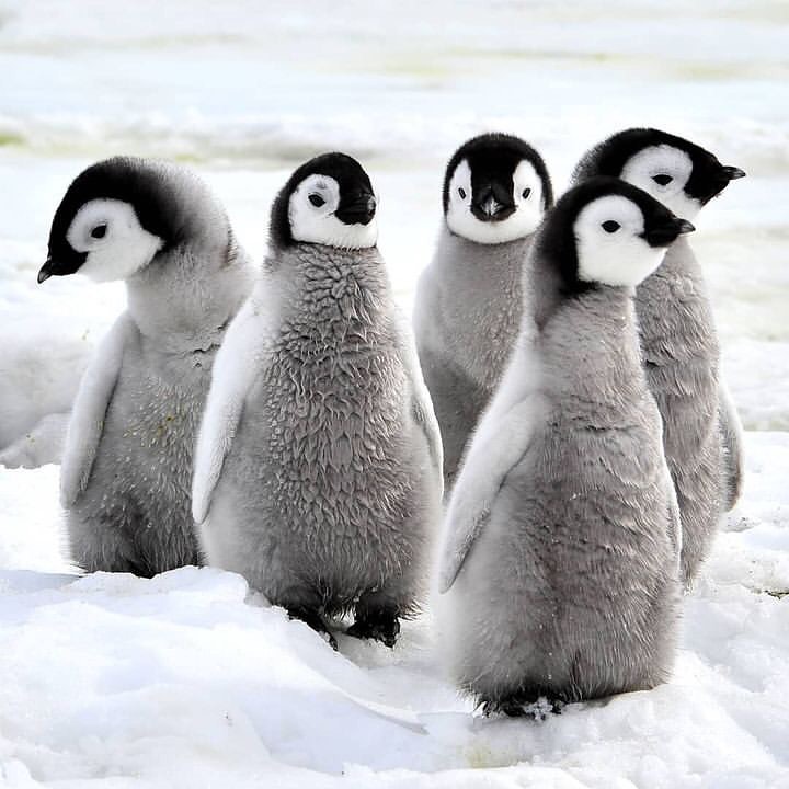 How Cute!
Rate this cuteness out of 10-100!

#penguin #penguins #outdoors #love #viralpost #animal #photographychallenge2023
