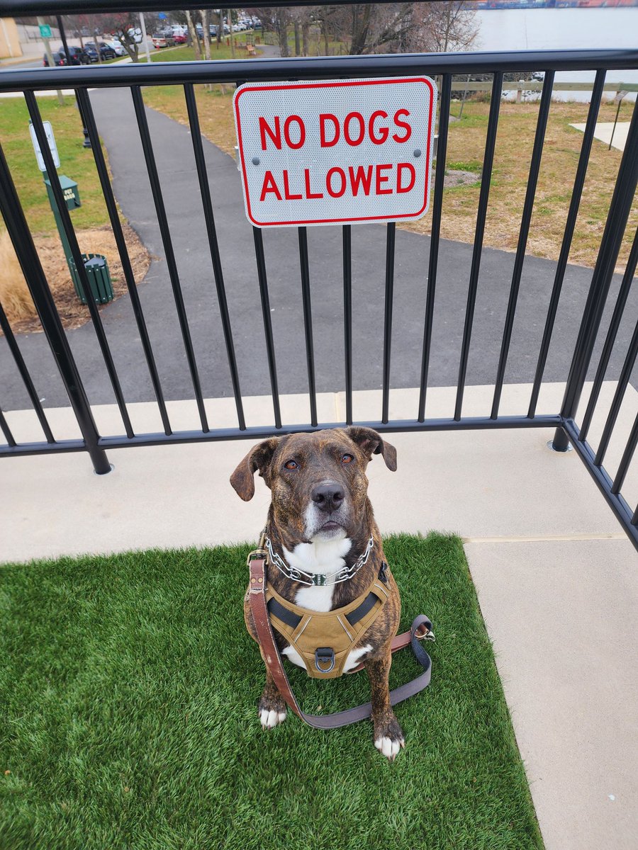 eeg224's tweet photo. My juvenile delinquent. https://t.co/GPfP6FdXJh