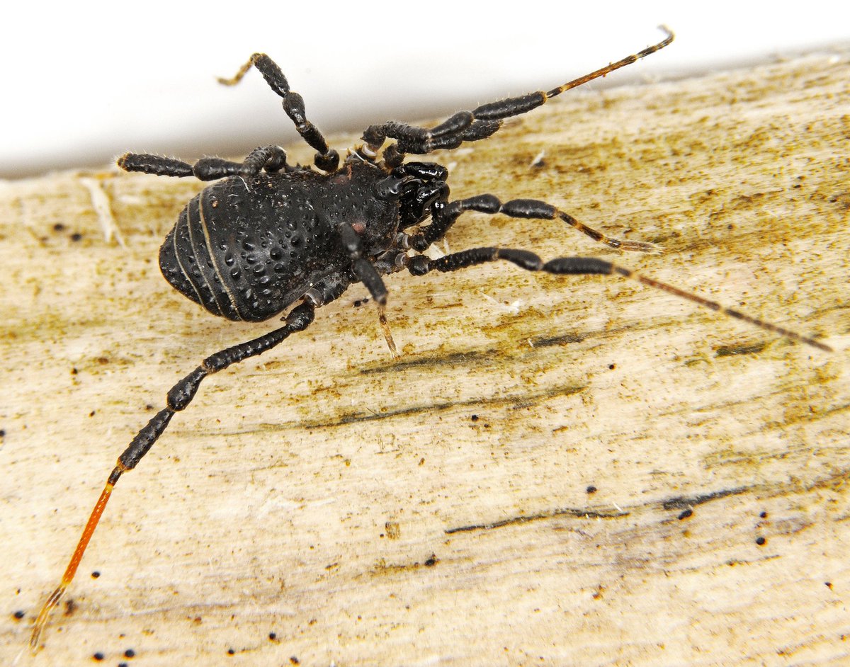 Another amazing harvestmen from the Argentinean Patagonia, also with two lighter spots in the prosoma. But, differently, Nahuelonyx nasutus (Ringuelet, 1959) exhibits rougly tubercles in the body as well as orange metatarsus IV like socks! 🤩