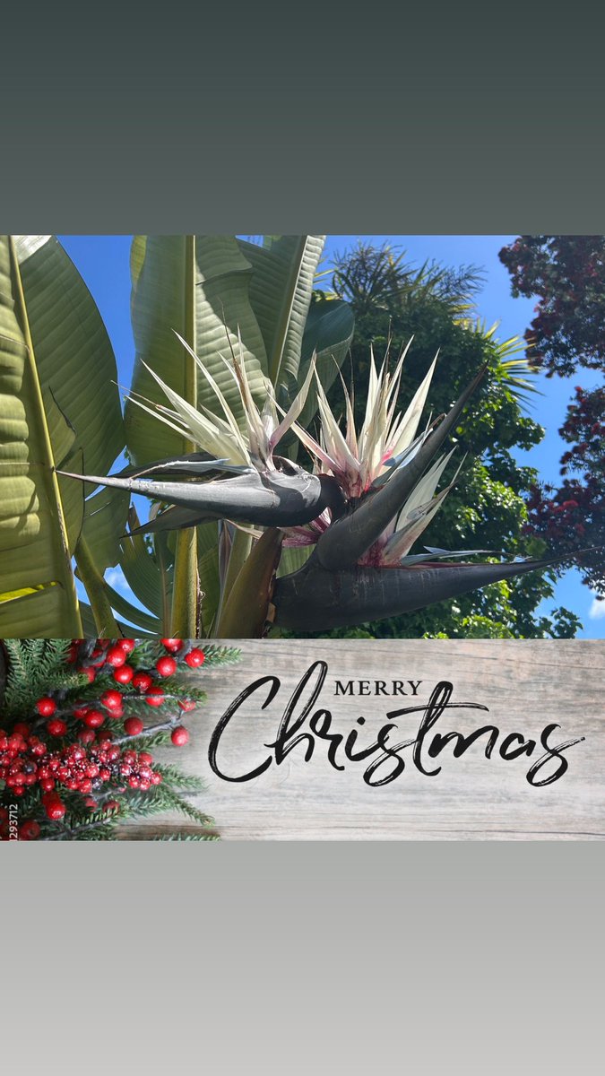 Beatrice Faumuinā ONZM OLY (@b_faumuinanz) on Twitter photo  Beatrice Faumuinā ONZM OLY (@b_faumuinanz) on Twitter photo