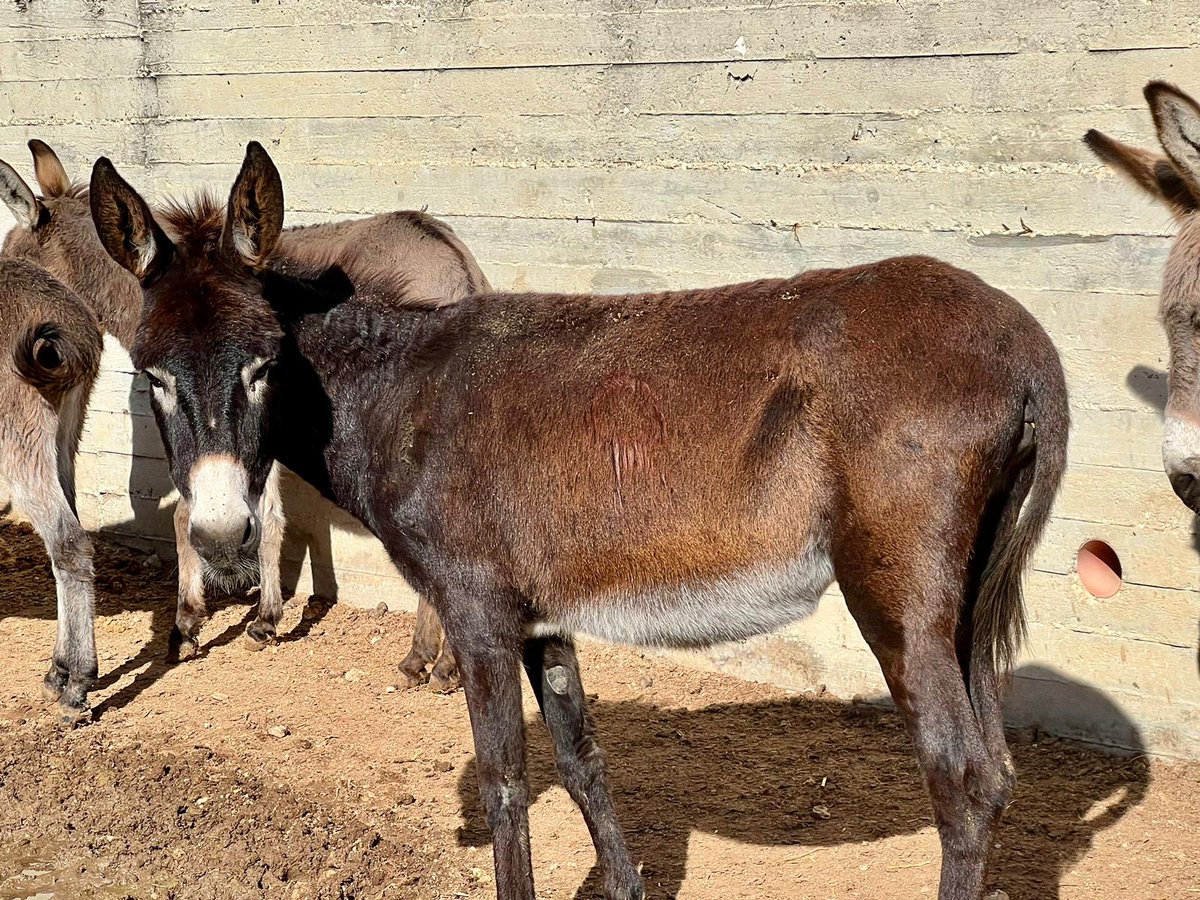 🥰 Here are a few of the 13 donkeys we recently rescued - they are still in quarantine at our clinic in Nablus. They are happy to be together & are settling in well & getting lots of attention from Dr Rakan & the team. Your support enabled them all to be rescued - thank you 🙏