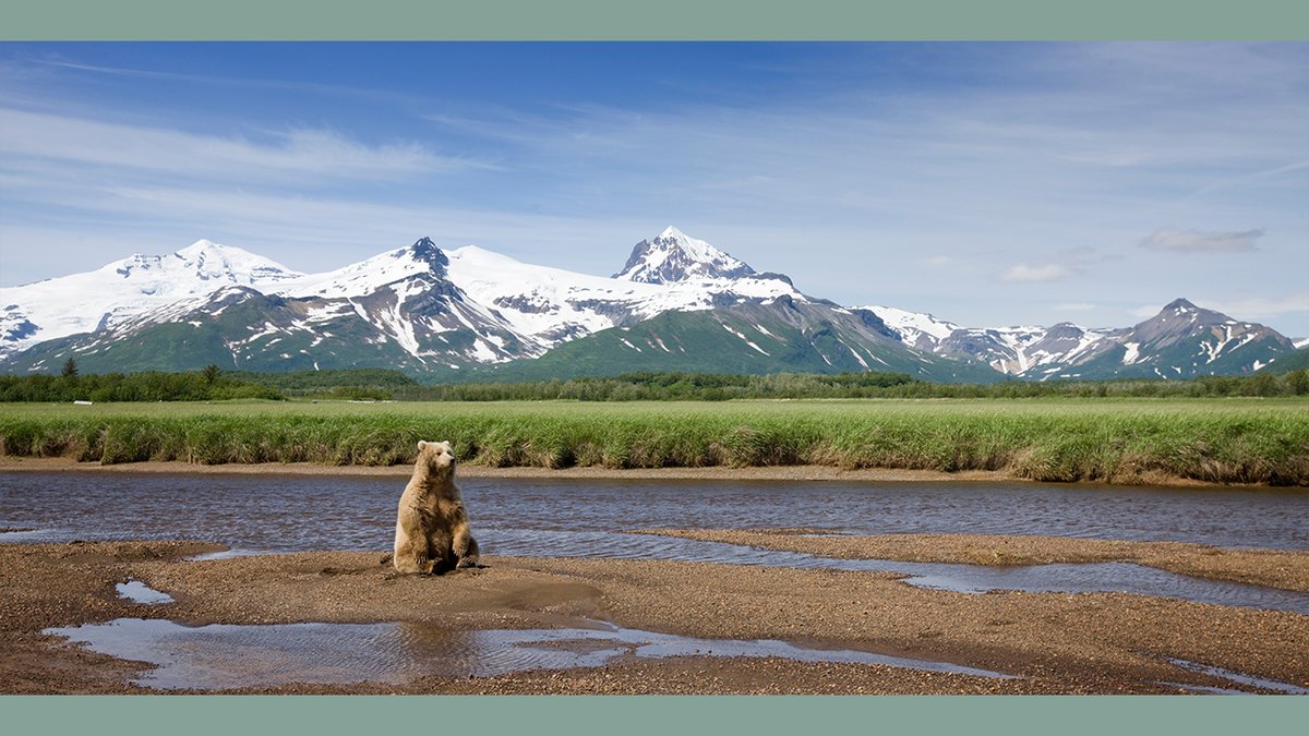 Saltwateronfly's tweet photo. Katmai National Park & Preserve
Ever found yourself staring at a postcard of Alaska and wondering if such wild beauty truly exists? That’s Katmai National Park & Preserve for you, but trust me, it’s more than just stunning vistas. Imagine standing on the edge of an ancient world where giants roam – I’m talking about fat bears tipping the scales as they prep for hibernation.

Picture this: salmon leaping through cascading waters with brown bears in hot pursuit. It’s not some high-definition nature documentary; it’s Katmai live! Ever heard a bear snarl up close or watched them playfully jostle like furry sumo wrestlers?

I’ll let you in on something cool – by the time we’re done here, you’ll be mapping out your next adventure to witness these natural spectacles first-hand. Curious about what secrets lie within its vast expanse? Stay tuned because Katmai is full of surprises…
https://t.co/lq8ulYDHsC
:
#flyfishalaska #alaskanwildrainbows #fishalaska #alaskaflyfishing #onthefly #flyfishmontana #flyfishing #flytying #travelandleisure #travelandtourism #hiking #backpacker #colorado #montana #newmexico #texas #florida #flyfishiceland #flyfishitaly #flyfishdenmark #outdoorapparel #yellowstonecabinrental #alaska #katmainationalpark