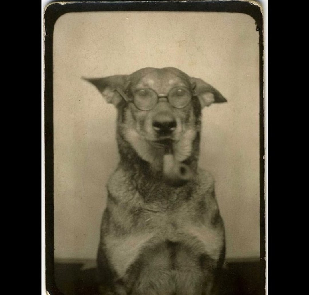 malacarasev's tweet photo. HOY SE CUMPREN 110 AÑO DER NASIMIENTO DE DON CANELITO PINTO, ER PERRO QUE INVENTÓ QUEDARSE ER PALO EN VE DE DEVORVERLO

EN SU ÉPOCA FUE MUY CRITICADO PERO ABRIÓ UNA NUEVA POSIBILIDA A TODO LOS PERRO DER MUNDO: JUGAR AR JUEGO QUE A ELLO LE SARGA DE LOS COJONE POR MUY ASURDO KE SEA https://t.co/ulA30S9sbk