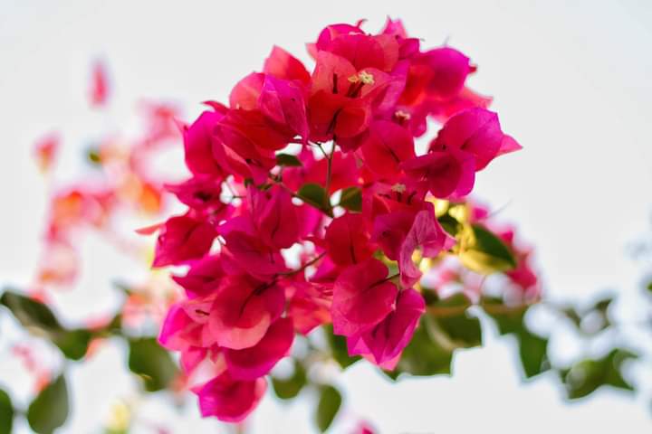 Good Night