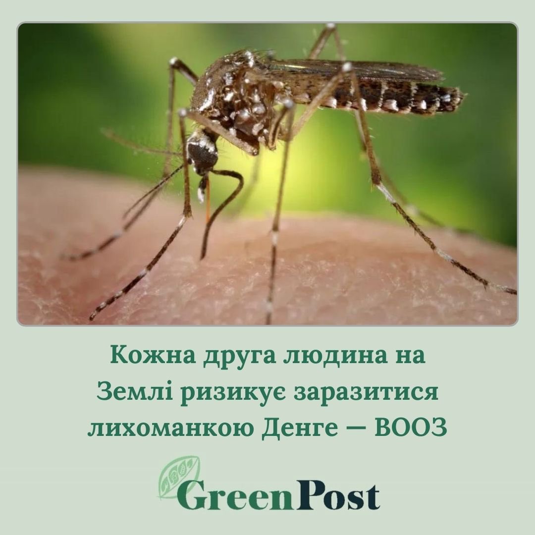 🦟🦠 Кожна друга людина на Землі ризикує заразитися лихоманкою Денге — ВООЗ.

Основна причина поширення хвороби — глобальне потепління👇
greenpost.ua/news/cherez-gl…

#здоровʼя #екологія #москіти #лихоманкаденге #глобальнепотепління #змінаклімату
GreenPost 🌎 t.me/greenpostua