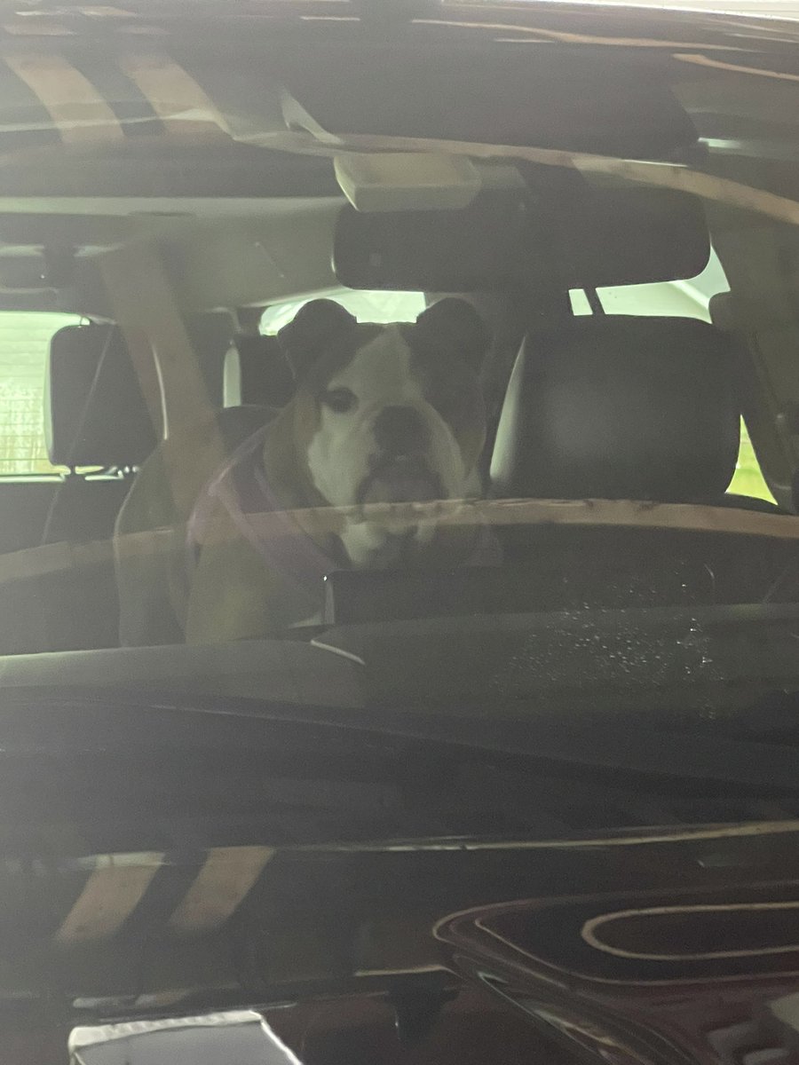 LitAgentKatieM's tweet image. When your mom’s dog is so soiled she sees my car and runs out and jumps in the seat wanting to come to my house… she gets what she wants..
#spoileddog #miniturebulldog
